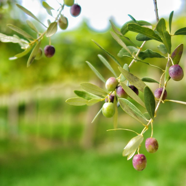olivo