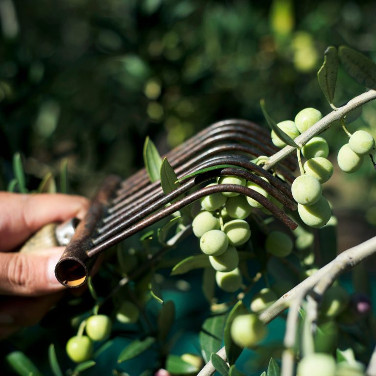raccolta dell'oliva