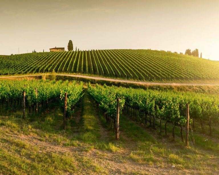 colline toscane