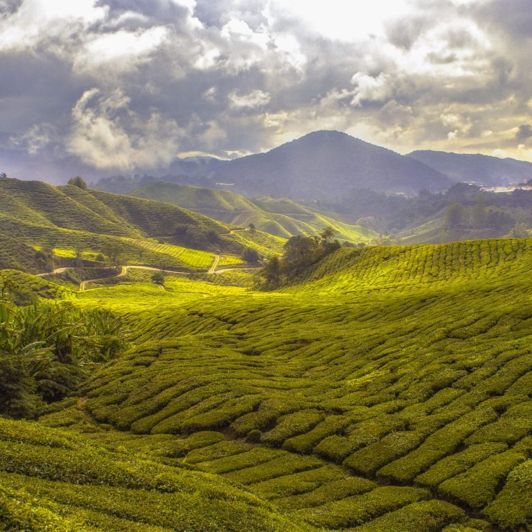 tea sommelier (1)