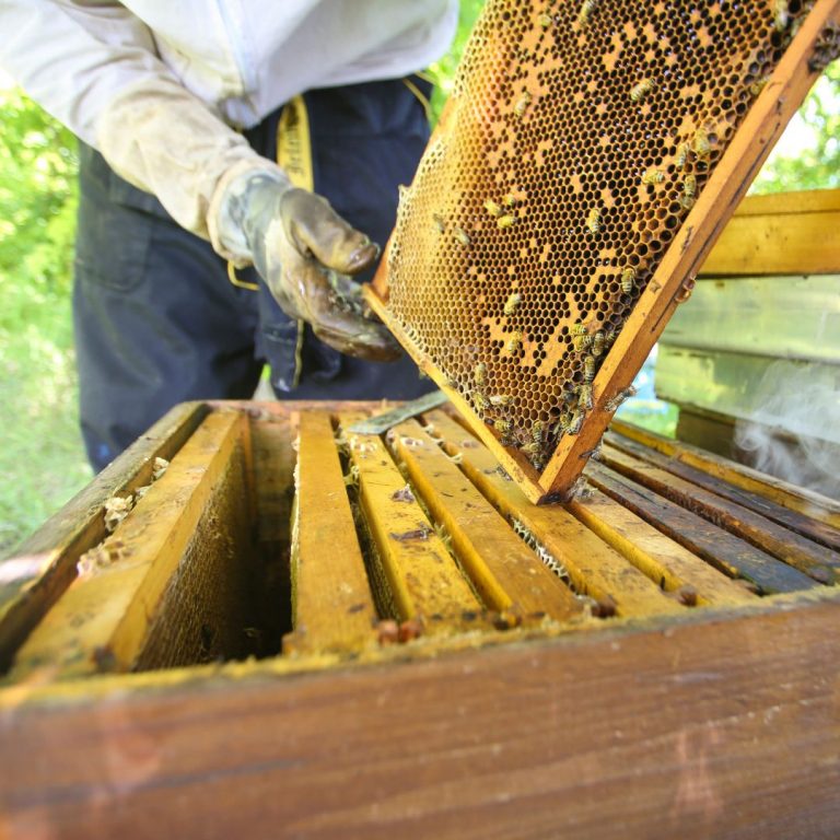 apicultore