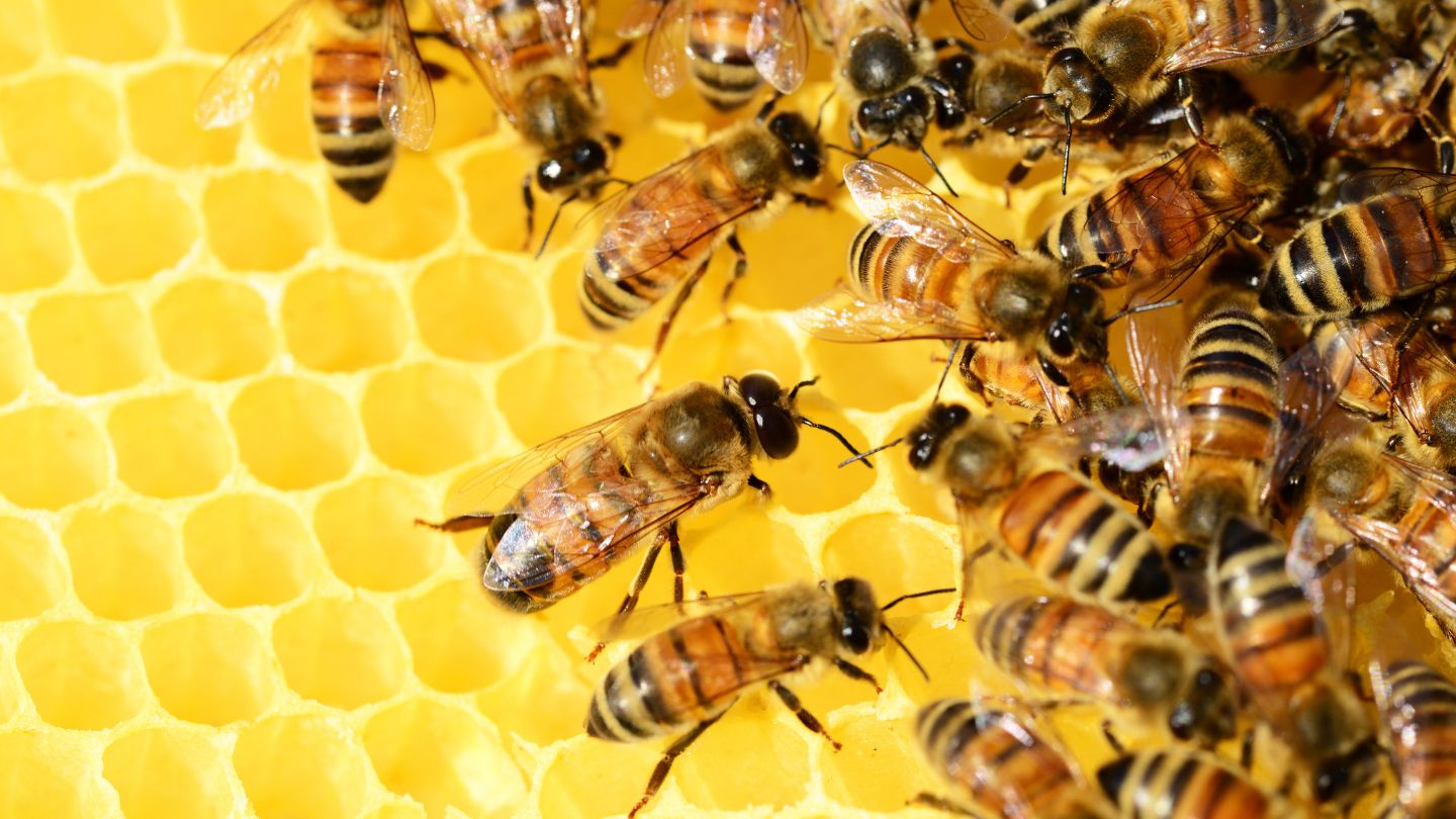 Elogio al miele ( to bee or not to bee)