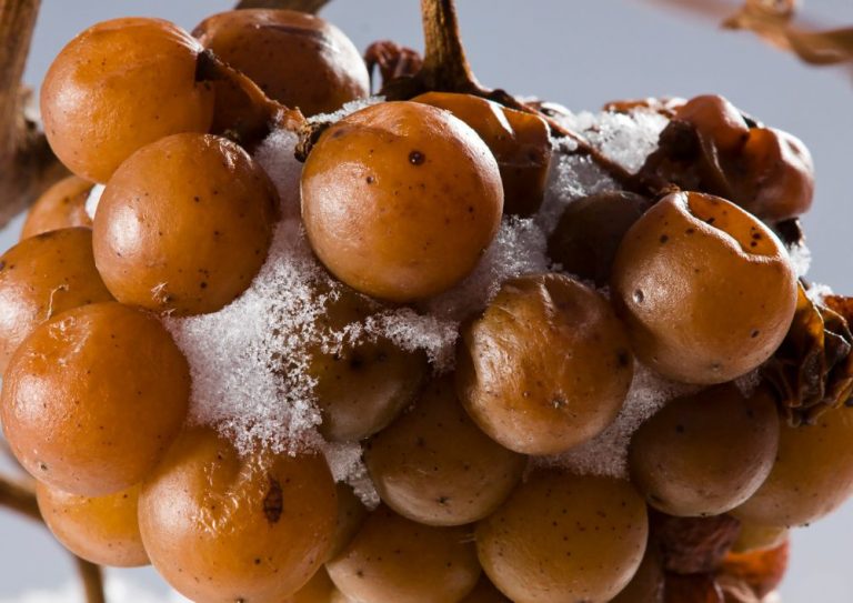 ice wine canada (3)