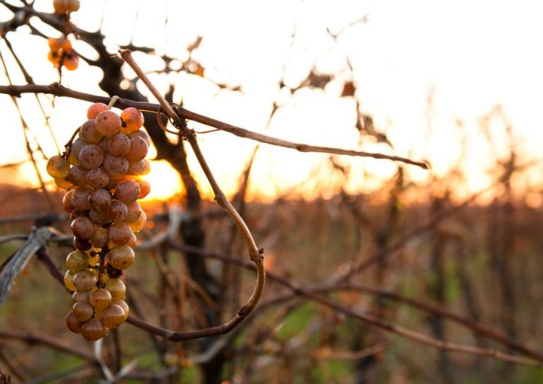 ice wine canada (4)