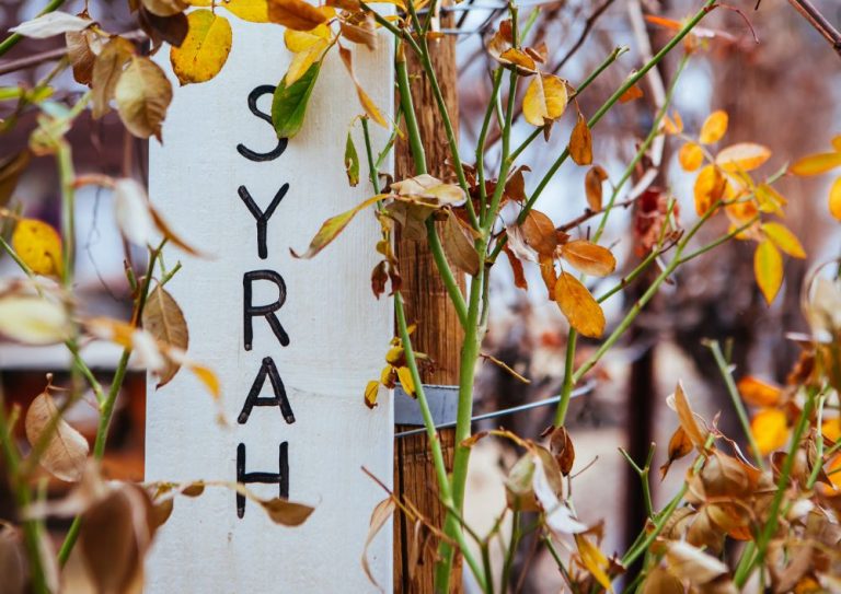 masterclass syrah (1)