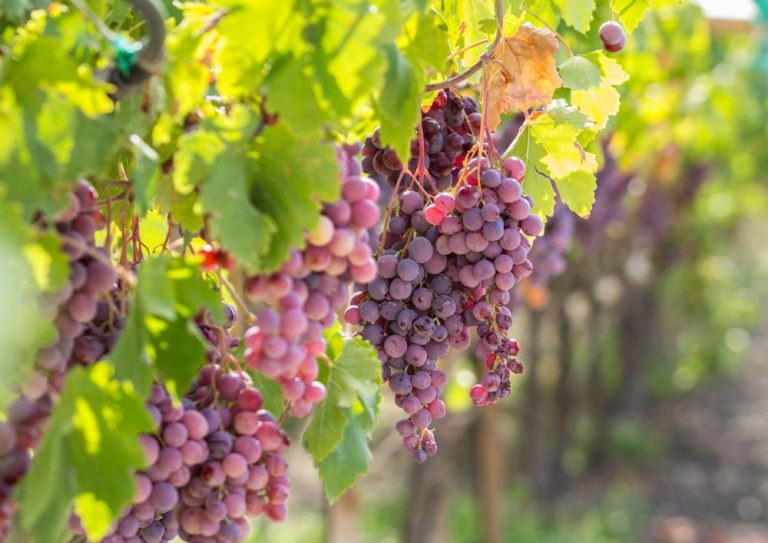masterclass syrah (2)