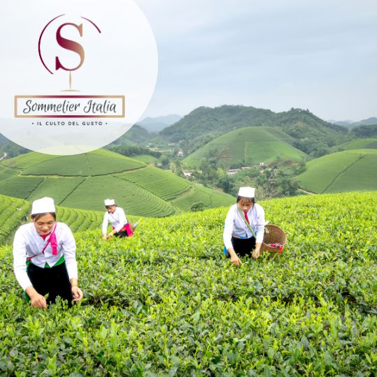 tea sensory master